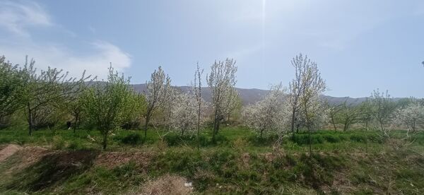 طبیعت بی نظیر روستا سربالا بهترین گزینه برای طبیعتگردی در فصل بهار
