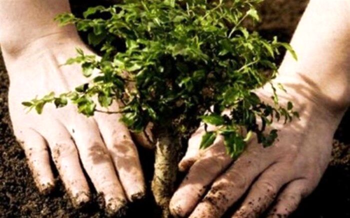۲ هزار اصله نهال در اردبیل غرس شد