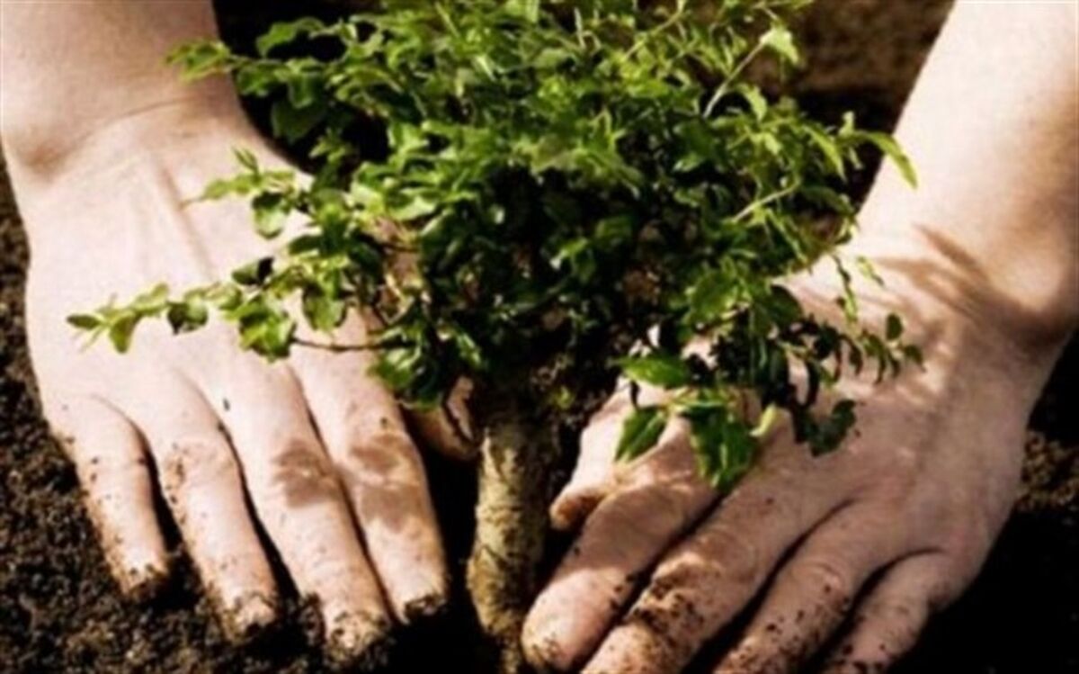 ۲ هزار اصله نهال در اردبیل غرس شد