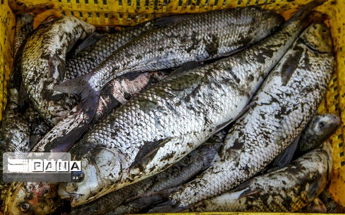 جای خالی ماهی در سفره لرستانی ها