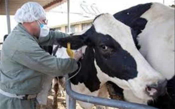 طرح واکسیناسیون تب برفکی در دام‌های سنگین شهرستان نی ریز