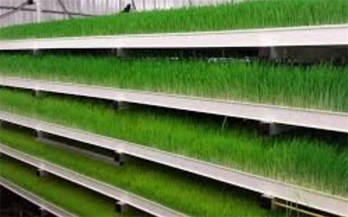 تولید علوفه به روش هیدروپونیک در یزد