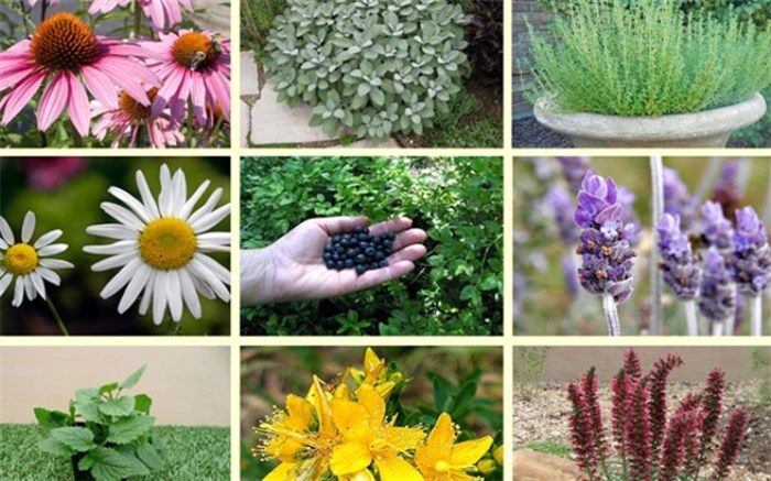 اختصاص تسهیلات برای کشت گیاهان دارویی در یزد