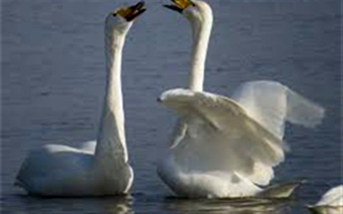 مشاهده قوی فریادکش در تالش