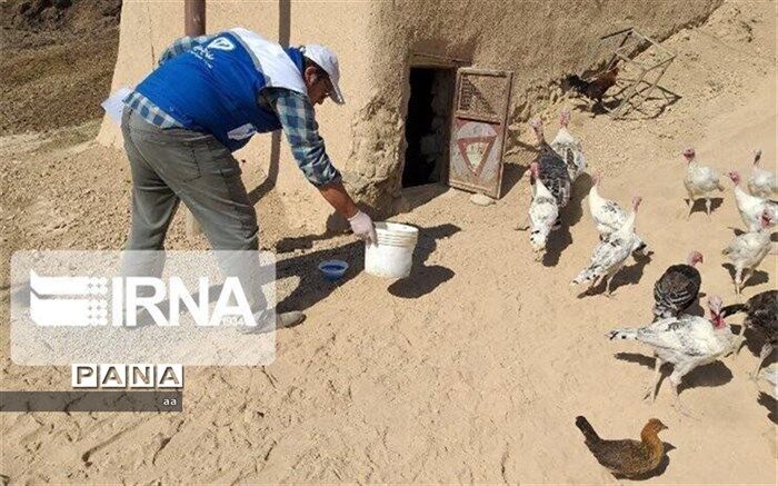 بیمه شدن یک میلیارد قطعه طیور در کشور