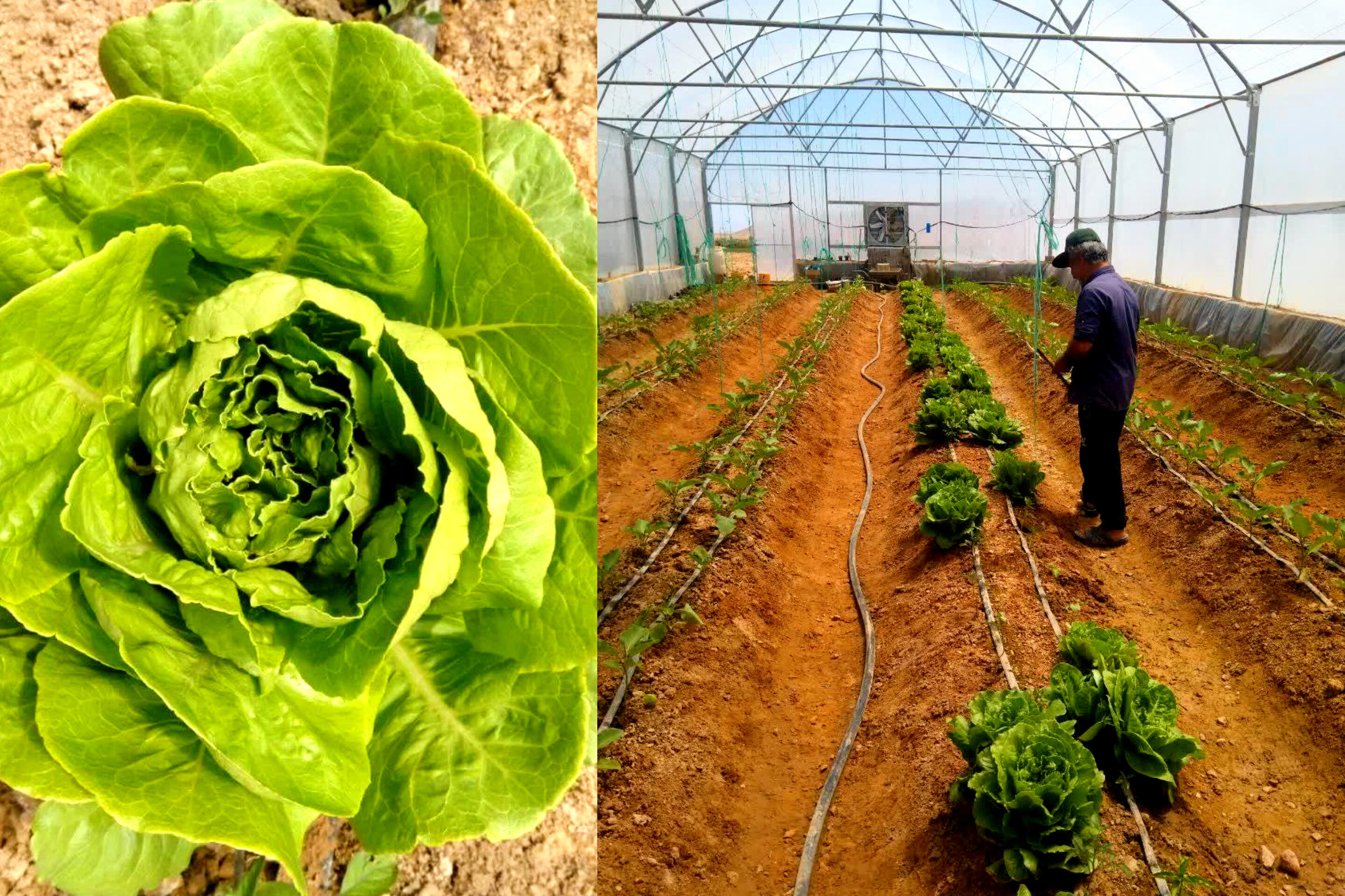 برداشت ‌کاهوی سالم و ارگانیک از گلخانه نمونه منیرآباد درق