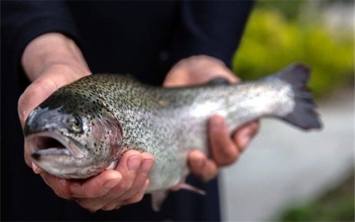 بیشترین ماهی قزل‌آلای تولیدی استان در "دالاهو" تولید می‌شود