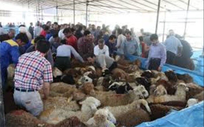 تعداد دام سبک کشور به ۵۶ میلیون راس رسید
