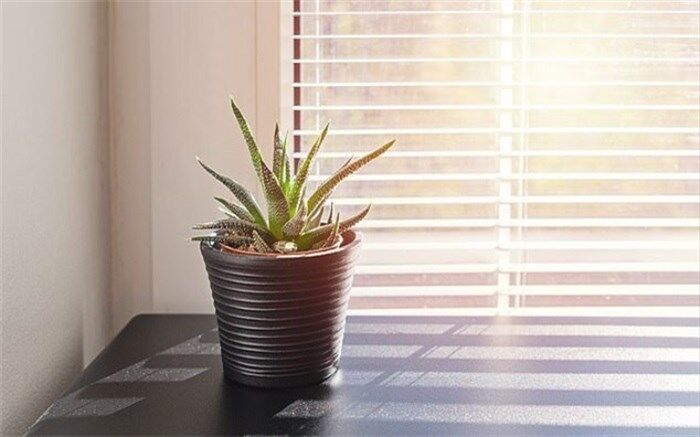 کاهش فشار کار با نگهداری گیاهان کوچک در محل کار