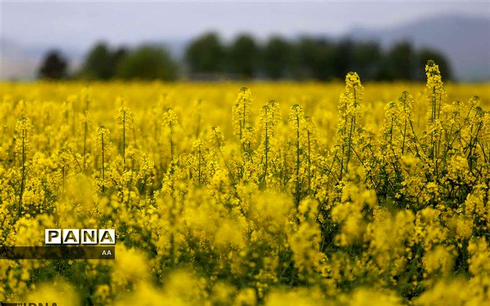 افزایش ۳۸ درصدی کاشت کلزا در قیروکارزین