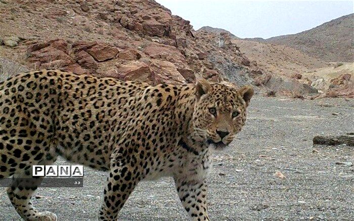 لرستان زیستگاهی مناسب برای پلنگ ایرانی