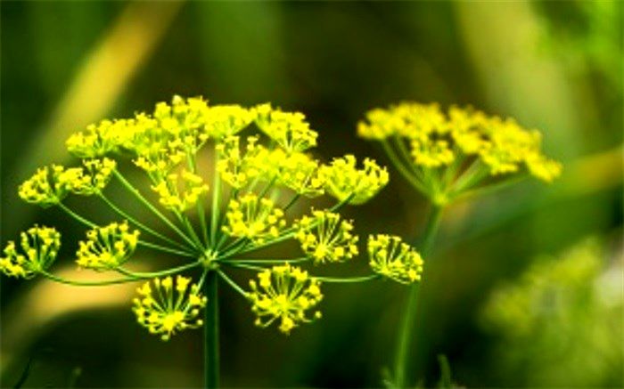 دست حاملان شیره آنغوزه در پوست گردو ماند