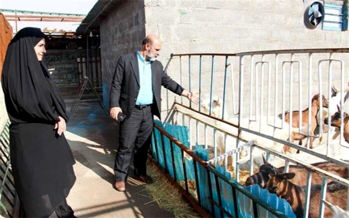 معلم میبدی پرورش دهنده برتر بز سانن در کشور شد