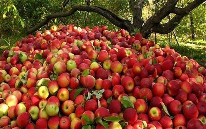 امسال ۱۷۵ هزارتن سیب به خارج از کشور صادر می شود