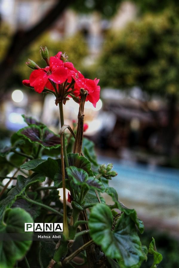 بازار وکیل، سرای رنگین کمان