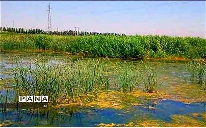 بیشه دالان ظرفیتی مطلوب برای رونق اکوتوریسم بروجرد