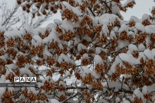 بارش برف در ارومیه