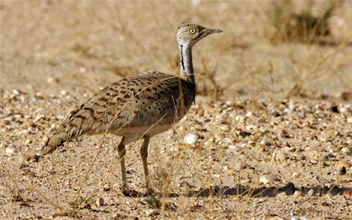 کشف ۹ قطعه پرنده هوبره در ابرکوه