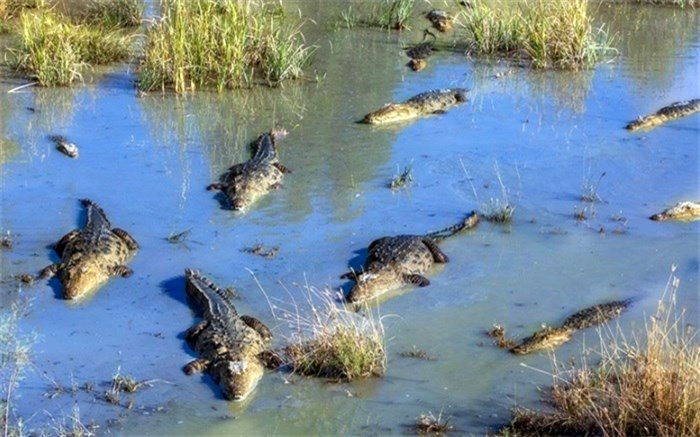 نوجوانی که به زبان گاندوها حرف می‌زند + ویدئو