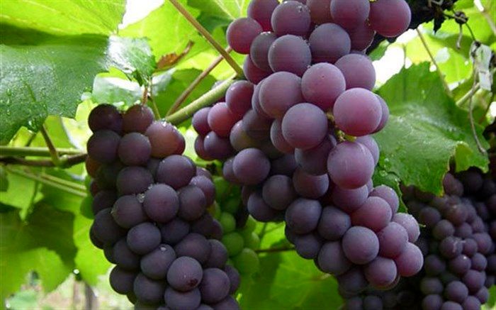 ۲ رقم انگور مقاوم به سرما در قزوین رونمایی شد