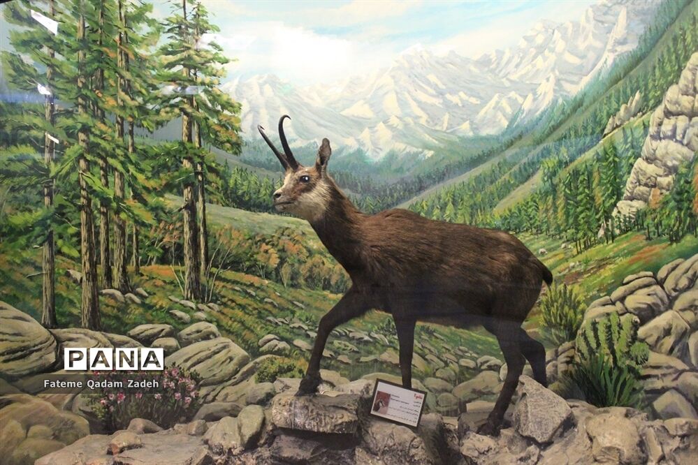 نظر محیط زیست درباره واگذاری حیوانات پارک پردیسان