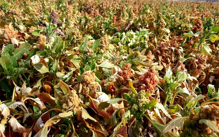 کاشت خاویار گیاهی برای اولین بار در نی‌ریز