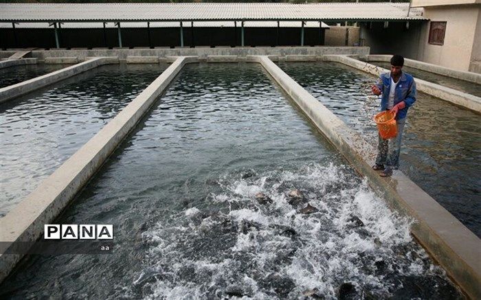 آبزی پروری، به نام پرورش دهندگان، به کام دلالان