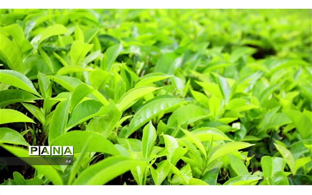 چه زمانی قابلیت جذب فسفر توسط گیاه به‌شدت کاهش می‌یابد؟