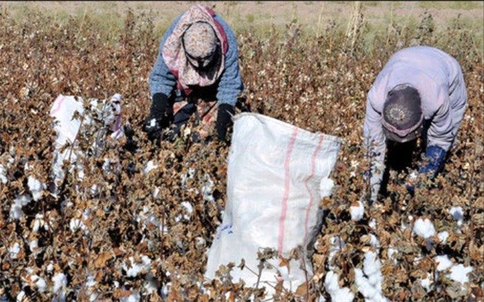 چرا کشت پنبه در ایران کم رونق است