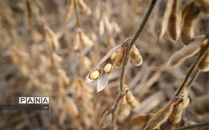 سهم ایران از تولید سویا در جهان تنها حدود هشت صدم درصد است