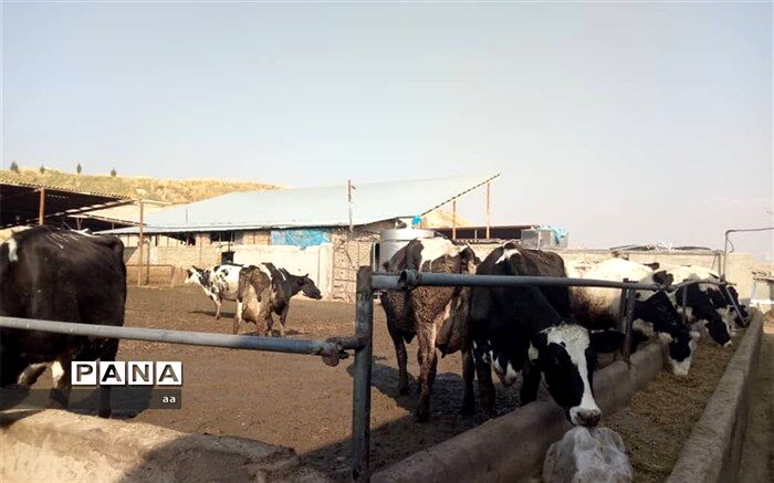 طرح پرواربندی ۱۰۰ راسی گوساله در الشتر افتتاح شد
