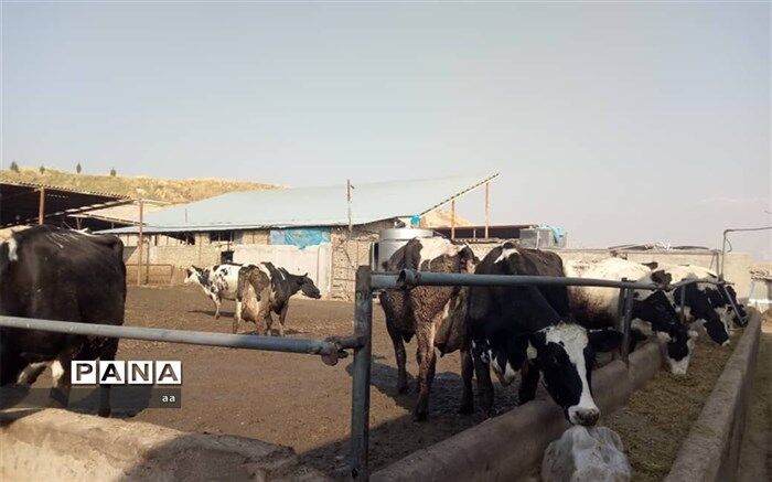 طرح پرواربندی ۱۰۰ راسی گوساله در الشتر افتتاح شد