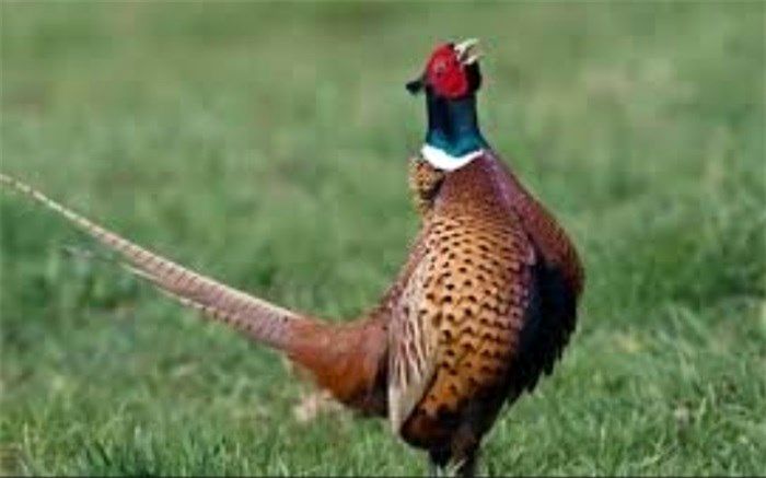 شهرستان رشت زیستگاه ارزشمند قرقاول‌های گیلان