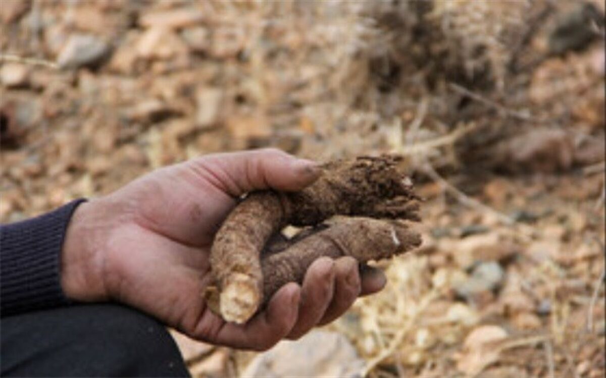 مراسم سنتی کف زنی یا "کفبیخ" در جنوب خراسان