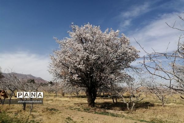 خلق طبیعتی زیبا با شکوفه درختان در بهاباد