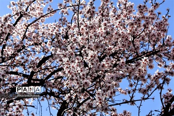 خلق طبیعتی زیبا با شکوفه درختان در بهاباد
