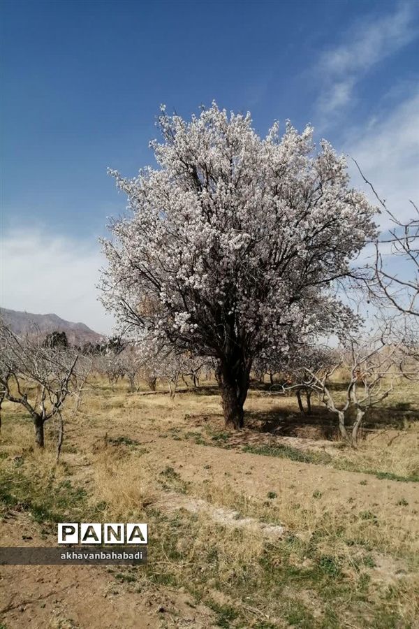 خلق طبیعتی زیبا با شکوفه درختان در بهاباد