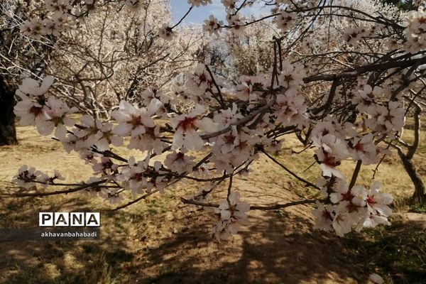 خلق طبیعتی زیبا با شکوفه درختان در بهاباد