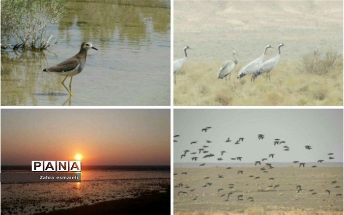 پرندگان مهاجر و بومی دوباره میهمان تالاب‌ بندعلی‌خان‌ورامین شدند