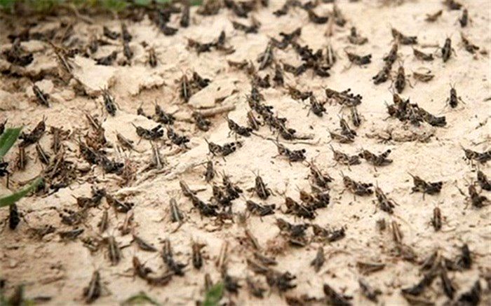 ملخ‎های صحرایی ناقل ویروس کرونا نیستند