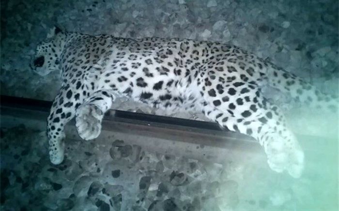 برخورد یک قلاده پلنگ با قطار