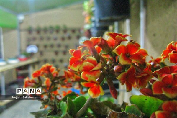 آثار دستی روستاهای برگزیده کاشمر در فروشگاه روستا