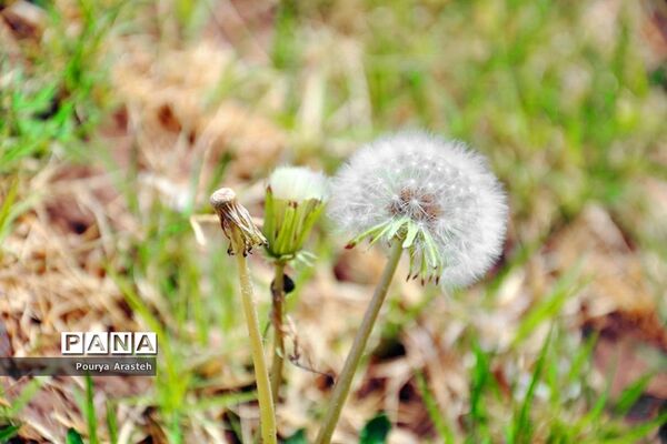 صدای پای بهار درشهرستان خوسف استان خراسان جنوبی