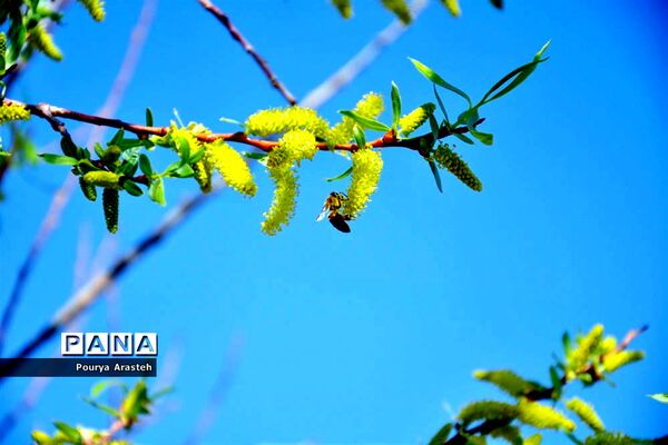 صدای پای بهار درشهرستان خوسف استان خراسان جنوبی