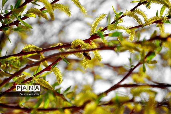 صدای پای بهار درشهرستان خوسف استان خراسان جنوبی