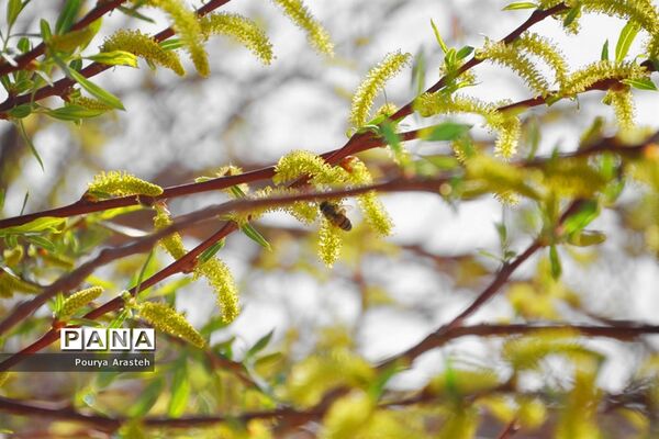 صدای پای بهار درشهرستان خوسف استان خراسان جنوبی