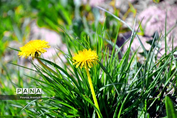 صدای پای بهار درشهرستان خوسف استان خراسان جنوبی