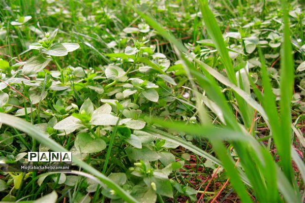 شکوفه‌های بهاری در شهرستان کاشمر