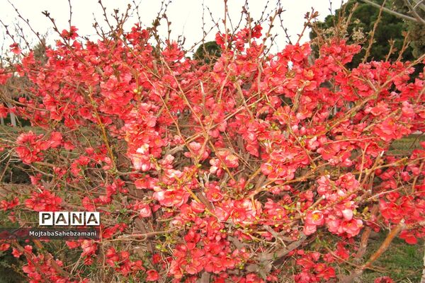 شکوفه‌های بهاری در شهرستان کاشمر