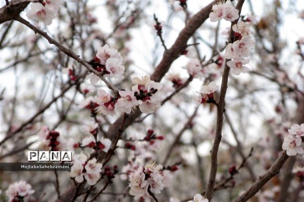شکوفه‌های بهاری در شهرستان کاشمر